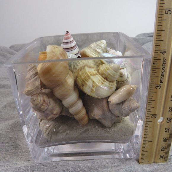 REAL Sea Shells in a Glass Square Vase and sand #10 Larger - Picture 11 of 13